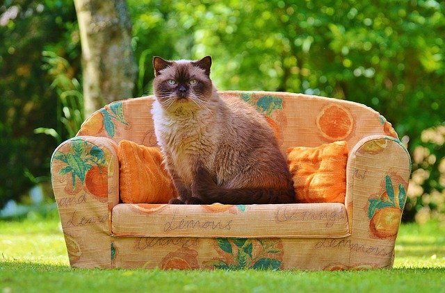 sedačka s kočkou