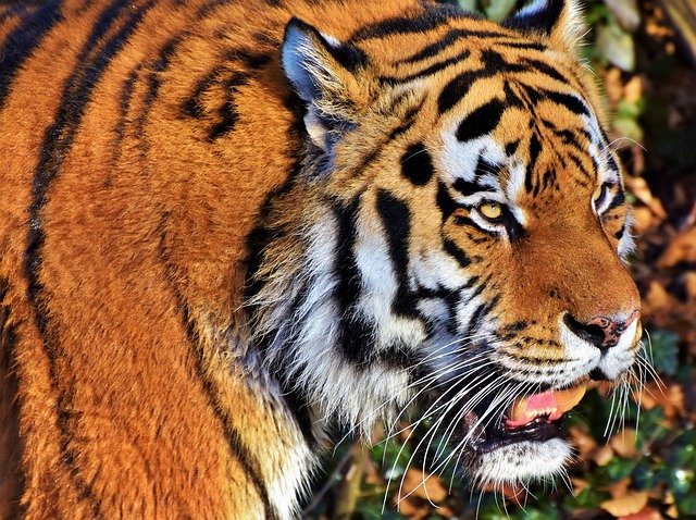 dospělý tygr
