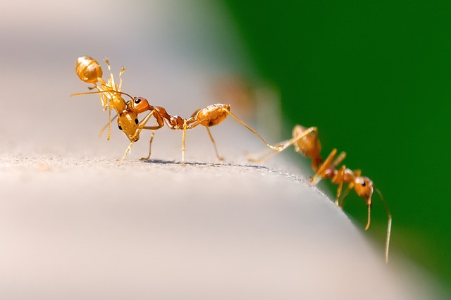oranžový mravenci