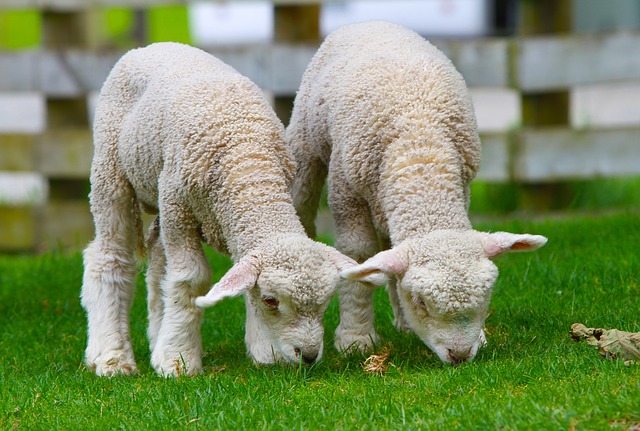 dvě malé ovečky na trávníku.jpg