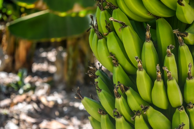 banánovník s dozrávajícími plody